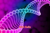 DNA Helix