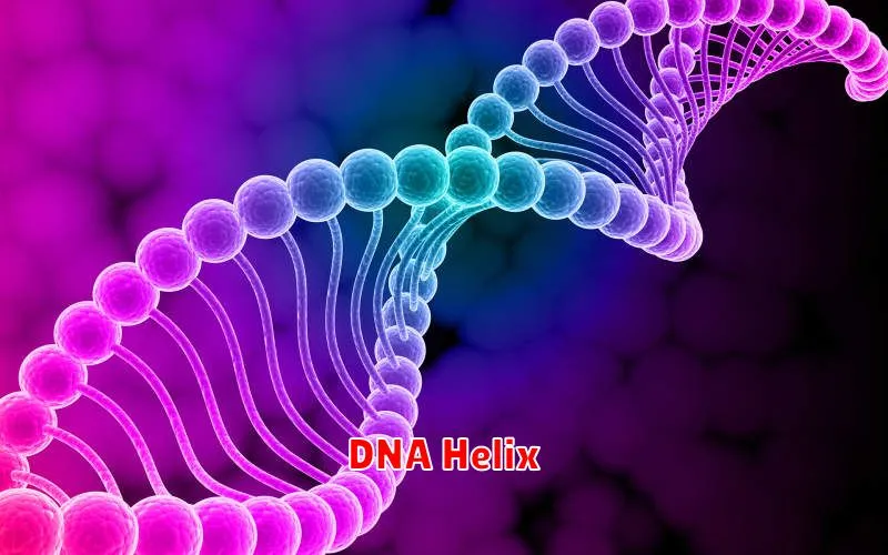 DNA Helix