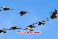 Migrasi Burung