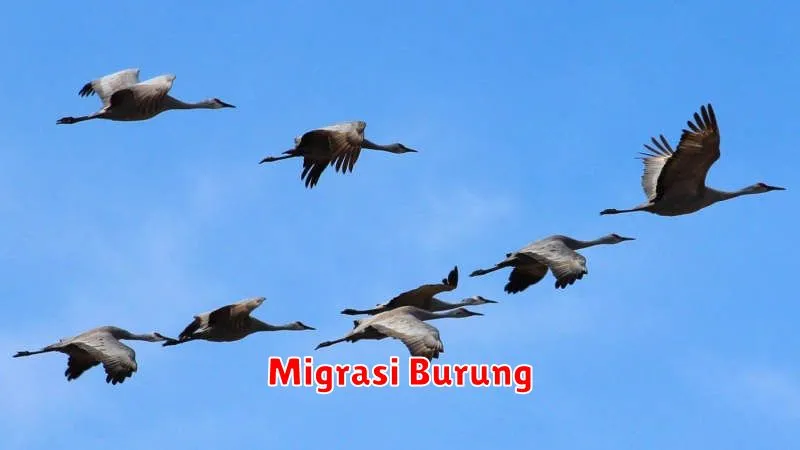 Migrasi Burung