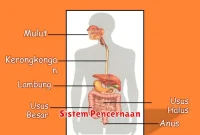 Sistem Pencernaan