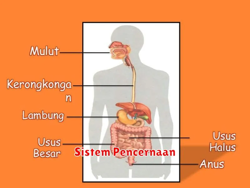 Sistem Pencernaan