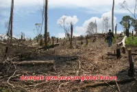 dampak pemanasan global hutan