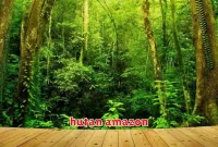 hutan amazon