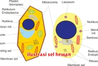 ilustrasi sel hewan