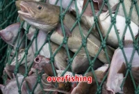 overfishing