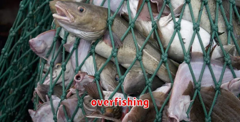 overfishing