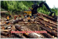 penebangan hutan indonesia