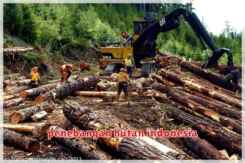 penebangan hutan indonesia