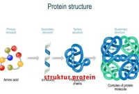 struktur protein