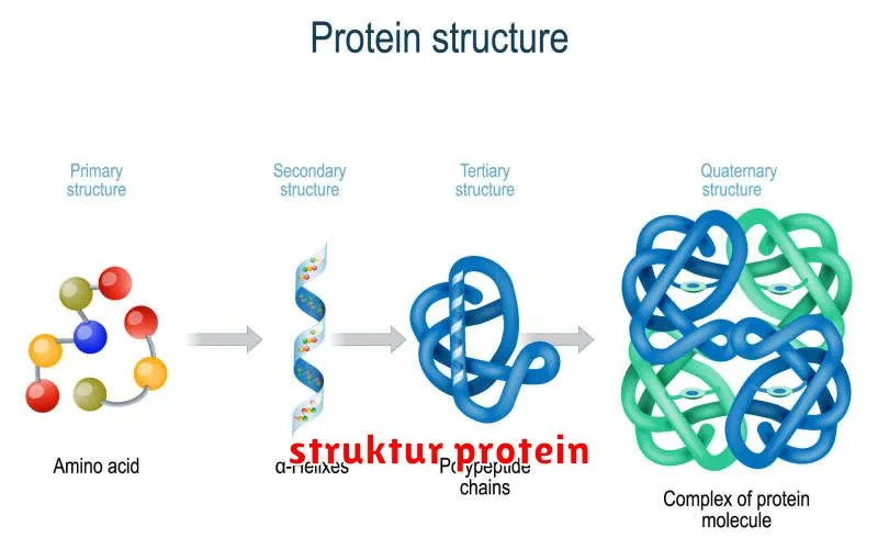 struktur protein