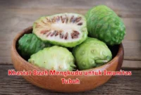 Khasiat Buah Mengkudu untuk Imunitas Tubuh
