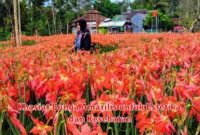 Khasiat Bunga Amarilis untuk Estetika dan Kesehatan