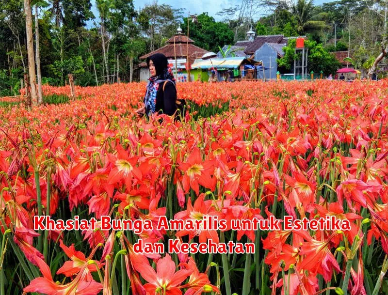 Khasiat Bunga Amarilis untuk Estetika dan Kesehatan