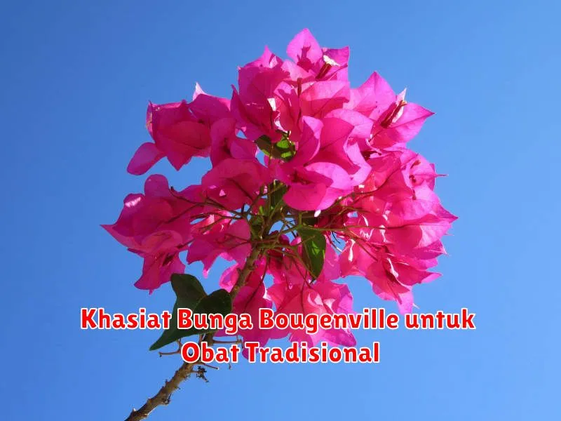 Khasiat Bunga Bougenville untuk Obat Tradisional