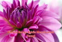 Khasiat Bunga Dahlia Merah untuk Terapi