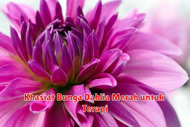 Khasiat Bunga Dahlia Merah untuk Terapi