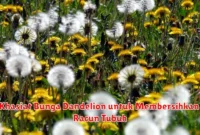 Khasiat Bunga Dandelion untuk Membersihkan Racun Tubuh