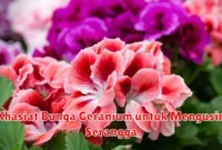 Khasiat Bunga Geranium untuk Mengusir Serangga
