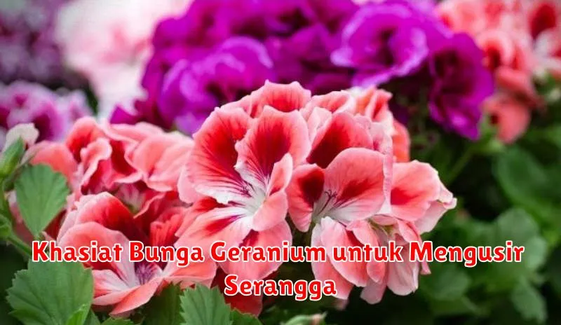 Khasiat Bunga Geranium untuk Mengusir Serangga