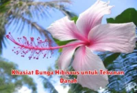 Khasiat Bunga Hibiscus untuk Tekanan Darah