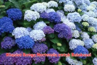 Khasiat Bunga Hortensia untuk Relaksasi