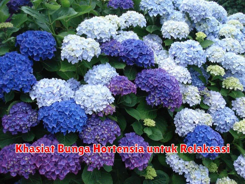 Khasiat Bunga Hortensia untuk Relaksasi
