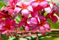 Khasiat Bunga Kamboja untuk Obat Tradisional