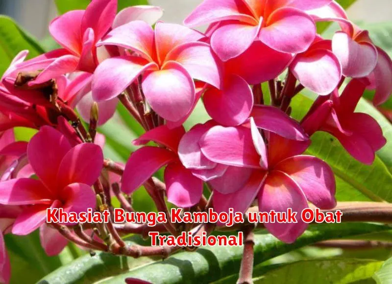 Khasiat Bunga Kamboja untuk Obat Tradisional