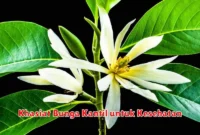 Khasiat Bunga Kantil untuk Kesehatan