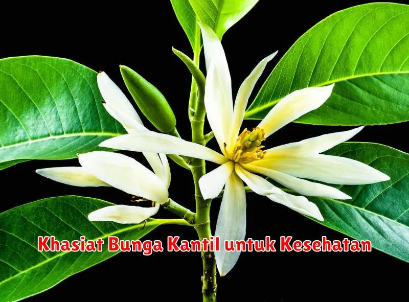 Khasiat Bunga Kantil untuk Kesehatan