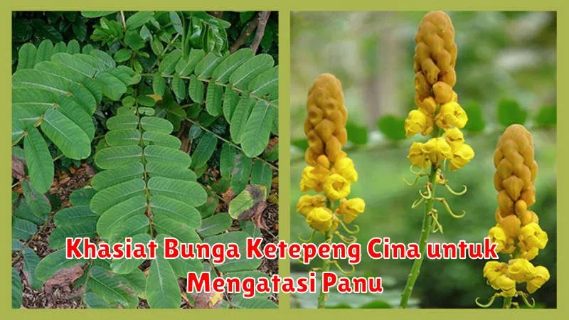 Khasiat Bunga Ketepeng Cina untuk Mengatasi Panu