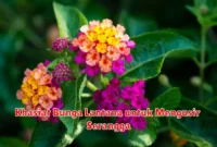 Khasiat Bunga Lantana untuk Mengusir Serangga