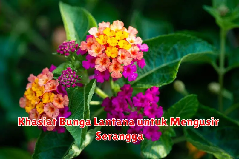 Khasiat Bunga Lantana untuk Mengusir Serangga
