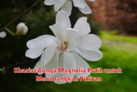 Khasiat Bunga Magnolia Putih untuk Menenangkan Pikiran