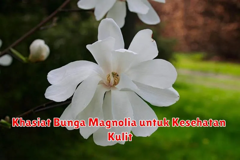 Khasiat Bunga Magnolia untuk Kesehatan Kulit