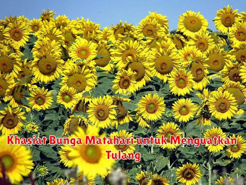 Khasiat Bunga Matahari untuk Menguatkan Tulang