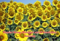 Khasiat Bunga Matahari untuk Kesehatan Jantung