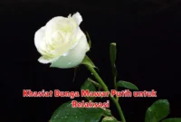 Khasiat Bunga Mawar Putih untuk Relaksasi