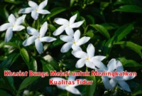 Khasiat Bunga Melati untuk Meningkatkan Kualitas Tidur