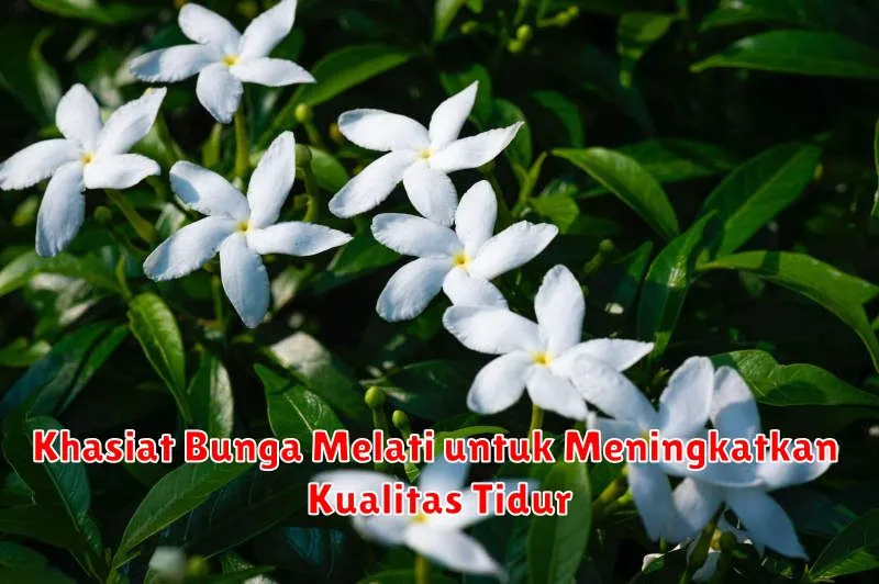 Khasiat Bunga Melati untuk Meningkatkan Kualitas Tidur