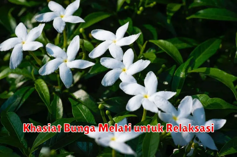 Khasiat Bunga Melati untuk Relaksasi