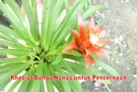 Khasiat Bunga Nanas untuk Pencernaan