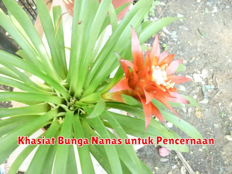 Khasiat Bunga Nanas untuk Pencernaan