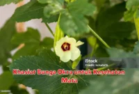 Khasiat Bunga Okra untuk Kesehatan Mata