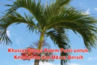 Khasiat Bunga Palem Putri untuk Keindahan dan Udara Bersih