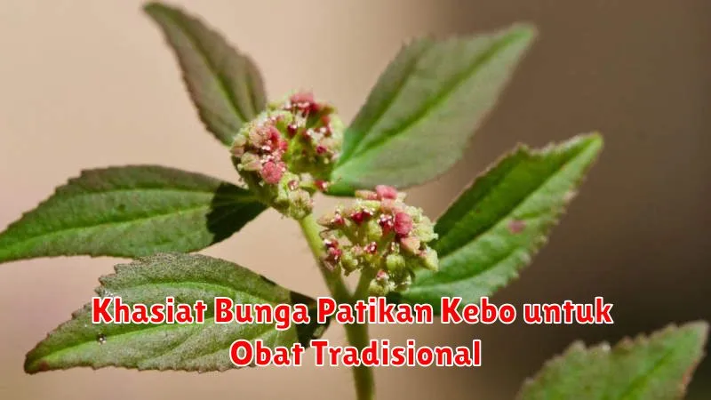 Khasiat Bunga Patikan Kebo untuk Obat Tradisional