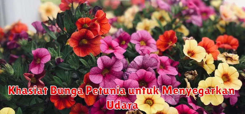 Khasiat Bunga Petunia untuk Menyegarkan Udara