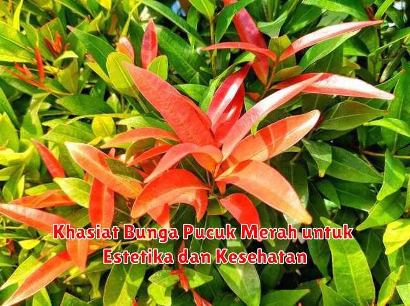 Khasiat Bunga Pucuk Merah untuk Estetika dan Kesehatan