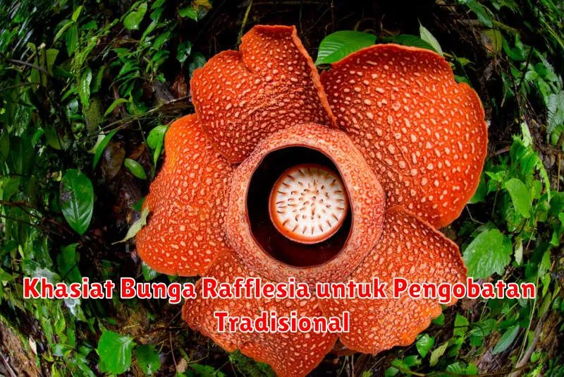 Khasiat Bunga Rafflesia untuk Pengobatan Tradisional